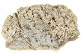 Agatized Fossil Coral Geode - Florida #188188-1